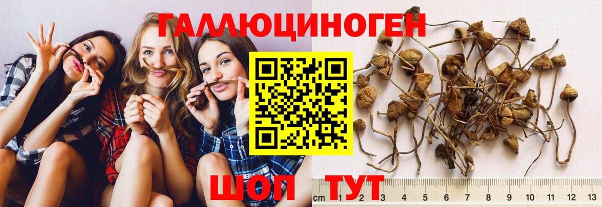 Десногорск  Псилоцибиновые грибы Psilocybine cubensis  Псилоцибиновые грибы мицелий  Вход с VPN 